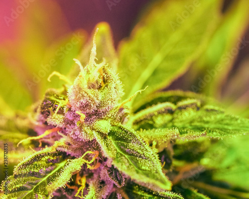 Close-up detail of Cannabis, trichomes and leaves on late flowering stage. Bud marijuana drug, high resolution. Crystalline structures in the leafs and buds.