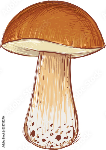 Edible mushroom. Boletus edulis