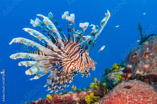 Lionfish in the Bahamas