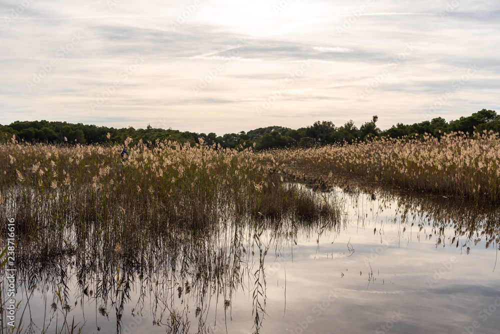 Landscape full of reeds in a mediterranean lake.