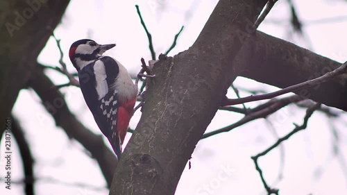 Fade-coloured portrait of woodpecker sitting on tree trunk on white natural background. photo