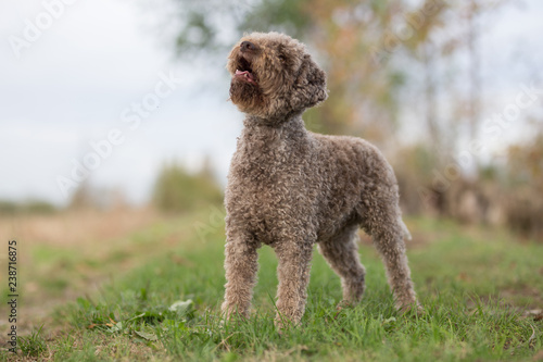 cane barboncino