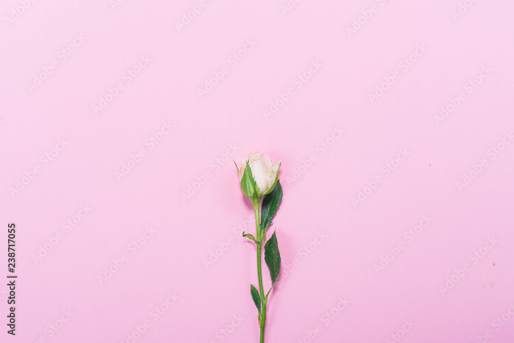 frame of flowers on a blue background pink tenderness greeting card for women March 8 spring roses texture wallpaper gift favorite place for text frame of flowers on a blue background pink tenderness greeting card for women March 8 spring roses texture wallpaper gift favorite place for text