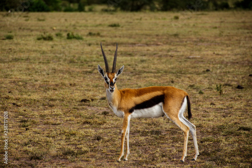 impala in serengeti national park tanzania africa