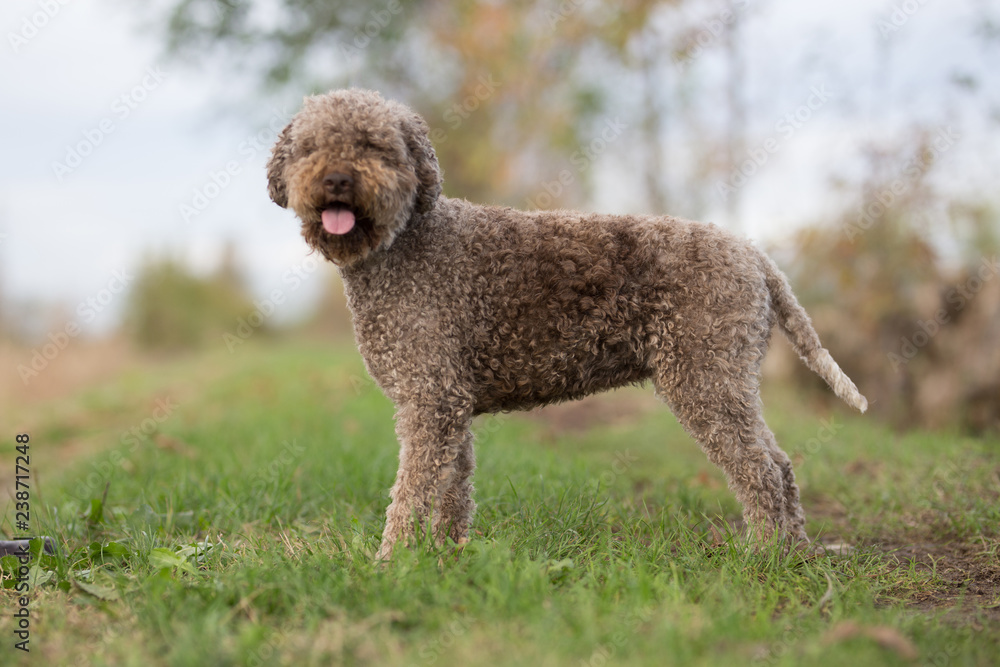 cane barboncino