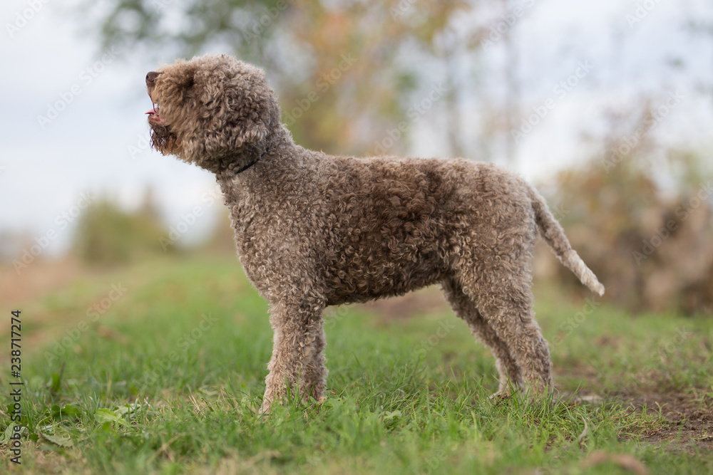 cane barboncino