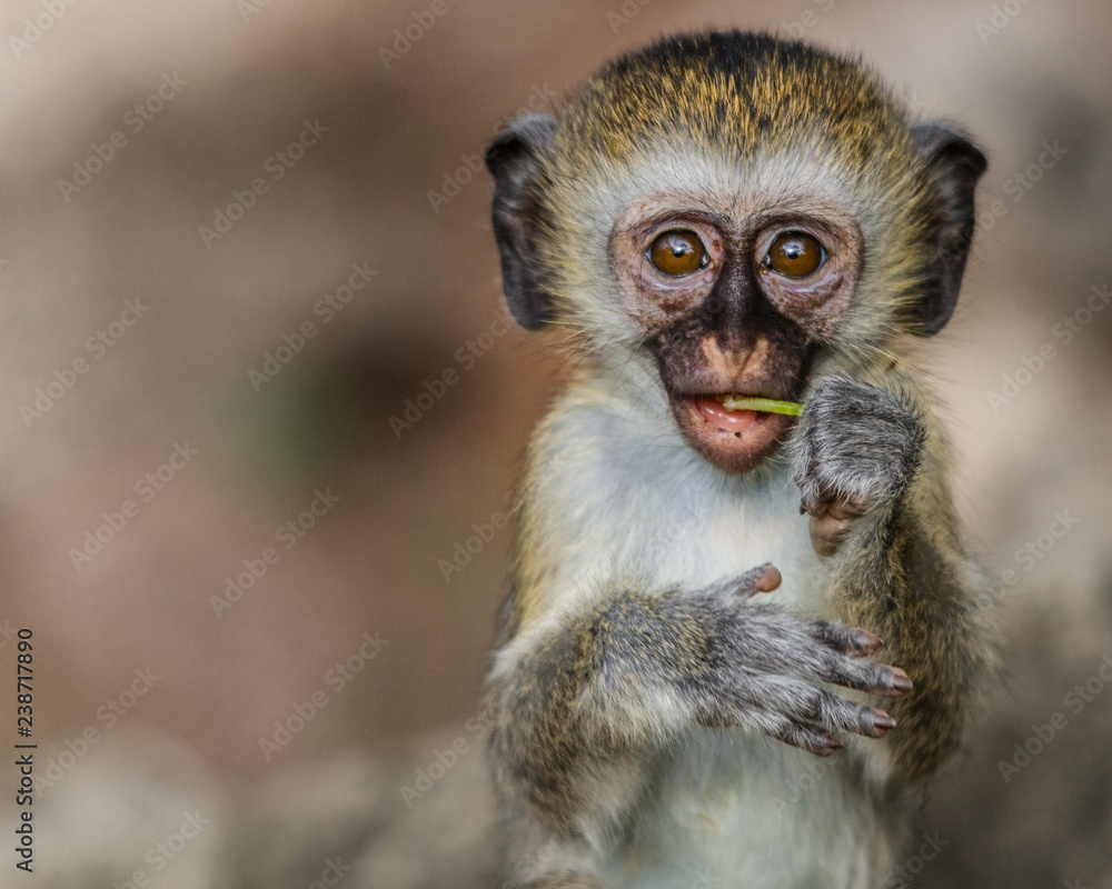 vervet monkey vervet monkey
