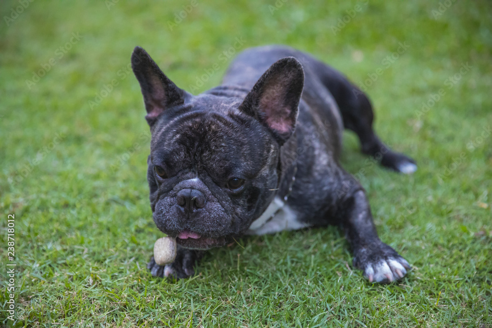 French Bulldog outdoor