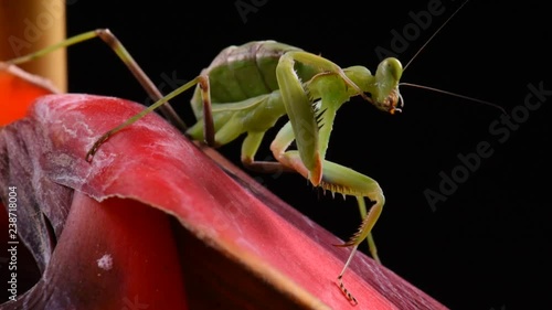 green praying mantis cleans leg
