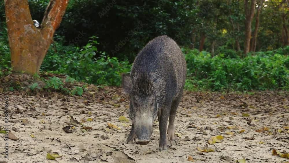 Wild Boar (Sus scrofa) Walking on the Ground Wild Boar (Sus scrofa) Walking on the Ground