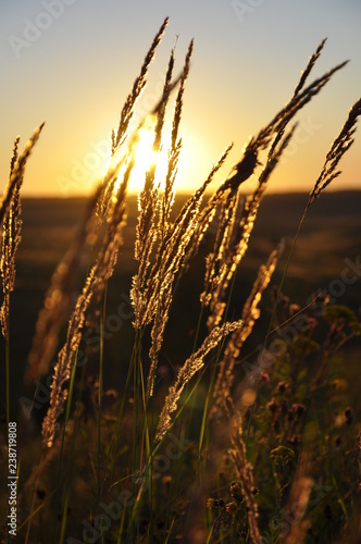 sunset over wheat field