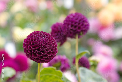 Deep purple dahlias