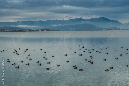Beautiful late autumn scenery along the shores of the Upper Zurich Lake (Obersee), near Rapperswil-Jona, Sankt Gallen, Switzerland. Large flocks of duck sleeping in the foreground.