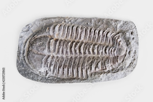Realistic 3D Render of Trilobite Fossil