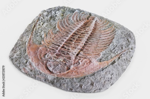 Realistic 3D Render of Trilobite Fossil photo