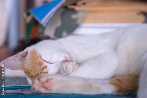 close up sleeping white and orange striped cat