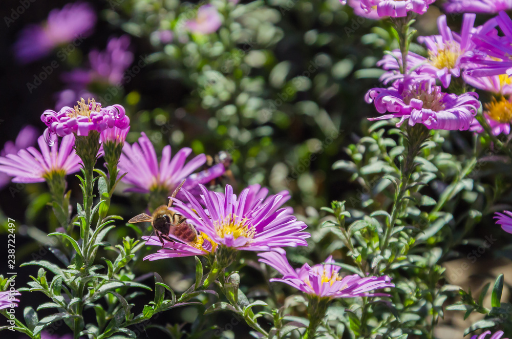 Lilac bush flowers and a flying bee near. Lilac bush flowers and a flying bee near.