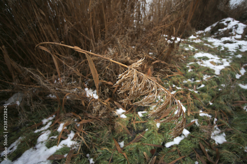 stream in winter forest stream in winter forest