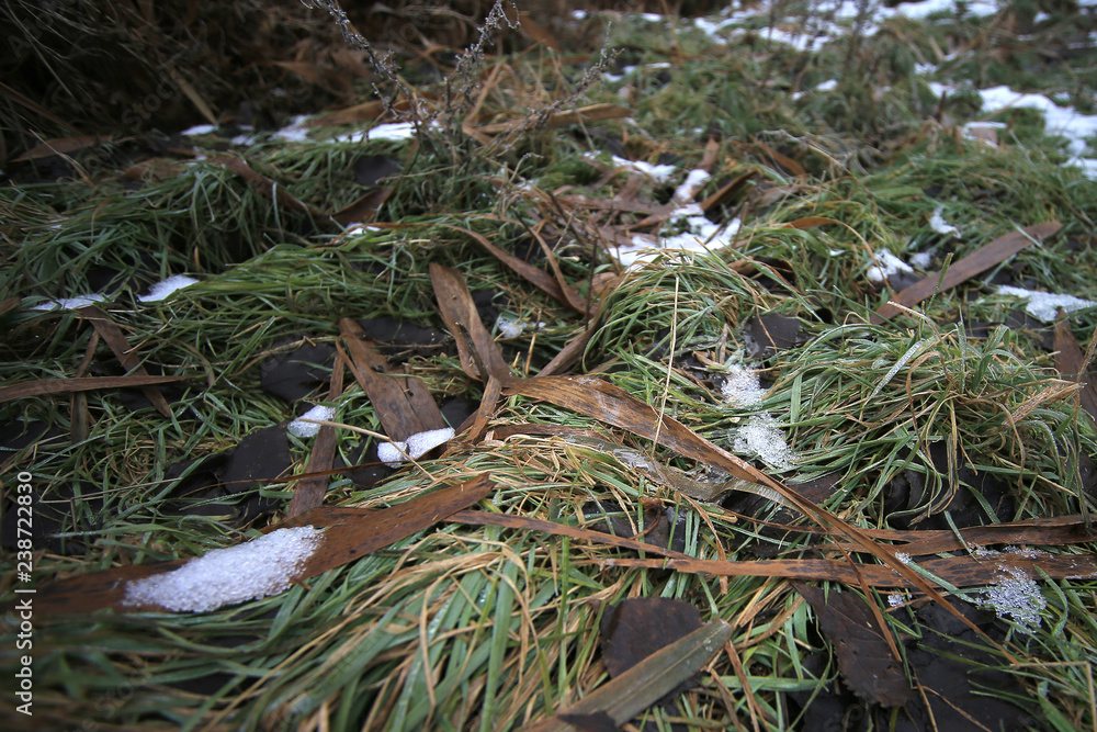 Obraz premium moss on tree
