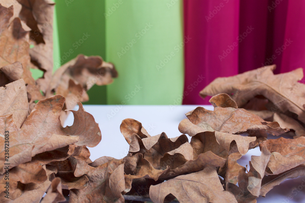 Autumn branches from oak, with faded leaves. Against the backdrop of curtains of lime and pink.