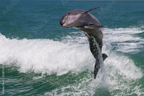 Dolphins Jump out the Water photo