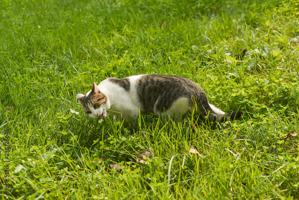 cat eating grass