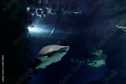Big shark behind the glass in Oceanarium