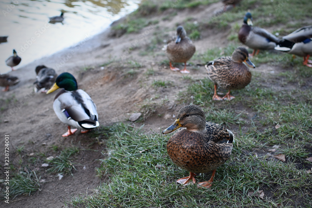 Ducks on shore of pond in natural habitat Ducks on shore of pond in natural habitat