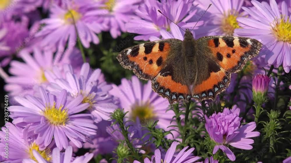 Butterfly small tortoiseshell on aster Butterfly small tortoiseshell on aster