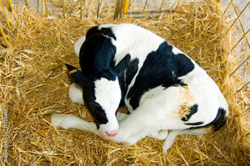 young calves born on the dairy farm photo