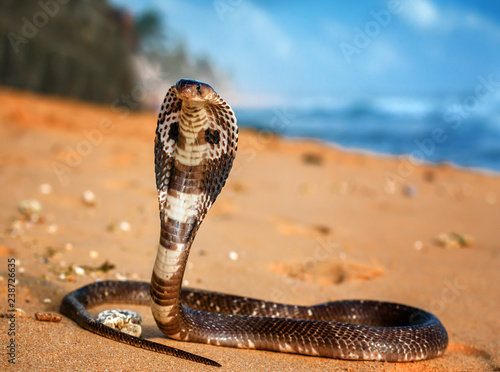 live King cobra on the sand photo