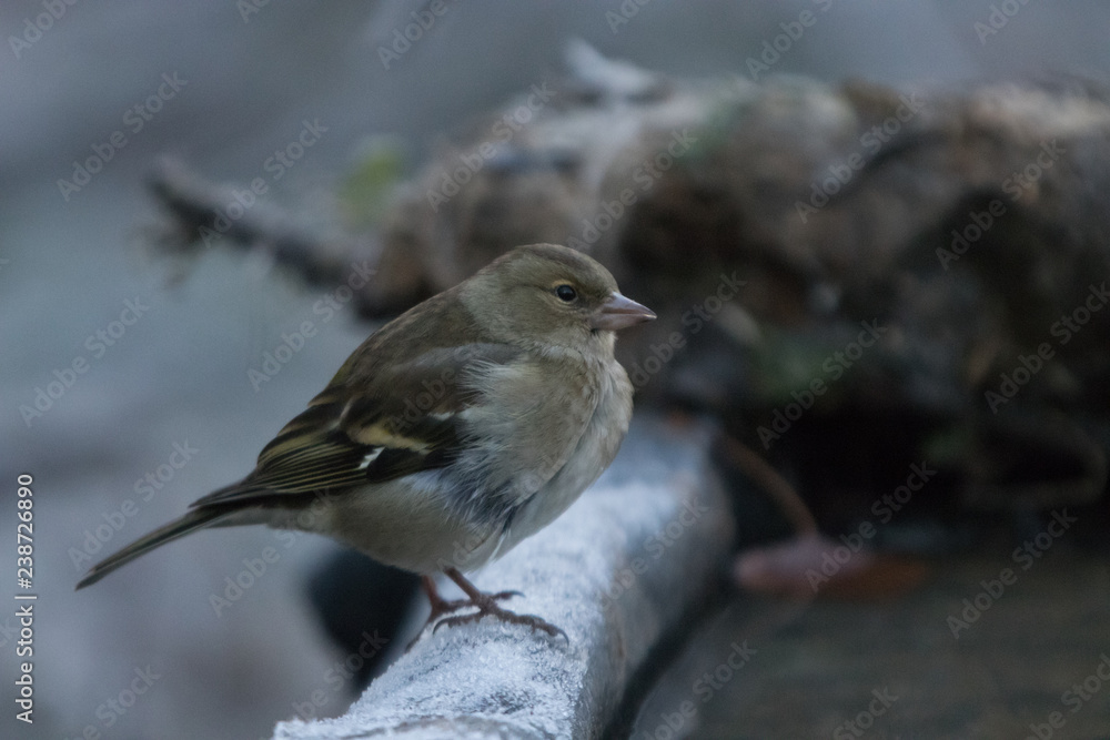 Passerotto Passerotto