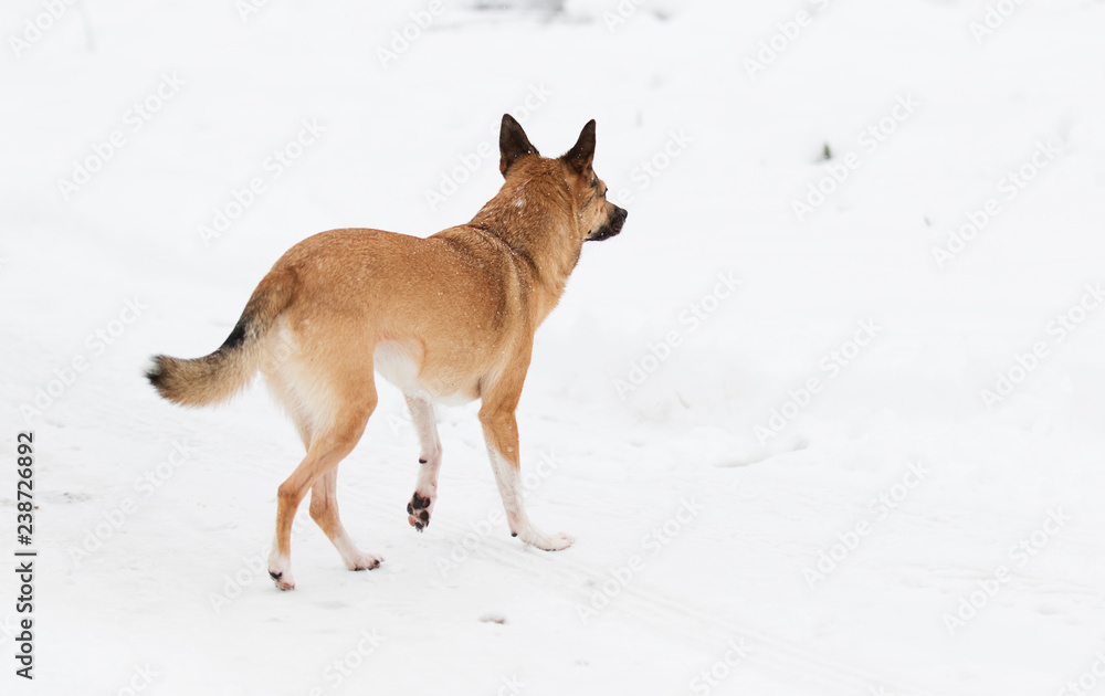 Naklejka premium dog in the snow for a walk in winter