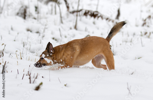 dog in the snow for a walk in winter