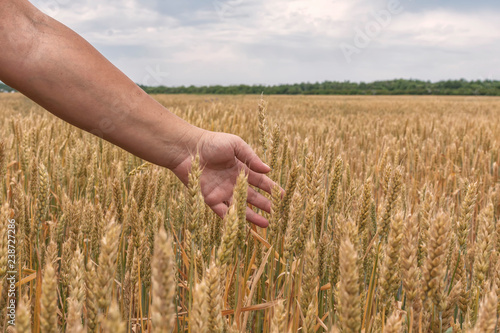 hand of female hand among ears of ripe wheat in the field