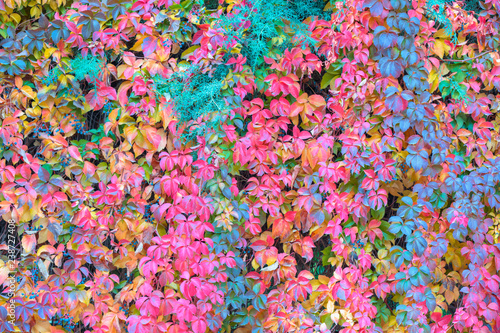 Climbing ivy plant with red or pink leaves on a wall - Autumn landscape with red leaves © muratart
