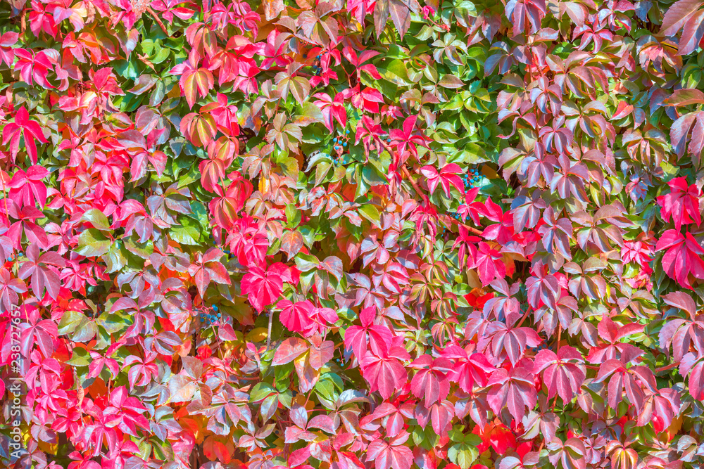 Climbing ivy plant with red or pink leaves on a wall - Autumn landscape with red leaves