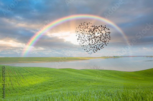 Silhouette of birds (Heart of shape) flying above the green grass field and lake with rainbow