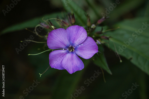 purple flower