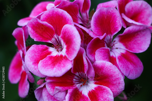 pink orchid flower in garden