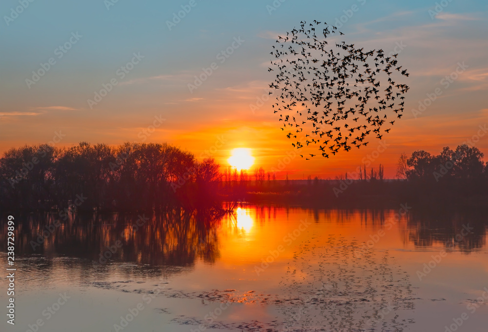 Fototapeta premium Birds silhouettes flying above the lake against sunset 