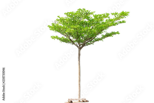Tree isolated Di-cut tree white background and clipping path