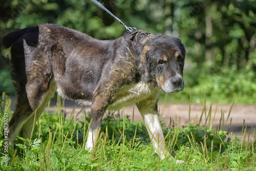 Central asian shepherd dog photo