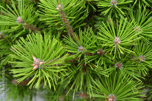 Japanese red pine