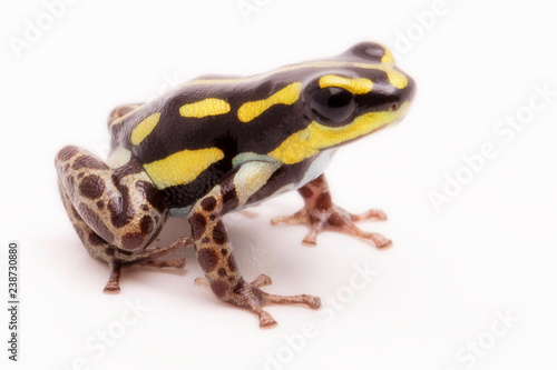 Macro of a poisonous dart or arrow frog, Ranitomeya flavovittata. A yellow striped poisonous frog from the tropical Amazon rain forest in Peru. Isolated on white background.