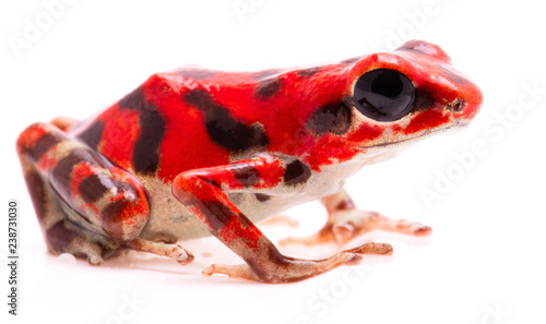 Red poison arrow frog, a tropical poisonous rain forest animal, Oophaga pumilio isolated on a white background.