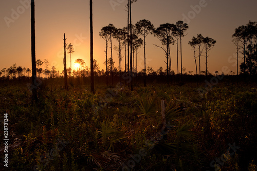 South Florida pine rockland forest at sunset, in Picayune Strand State Forest photo