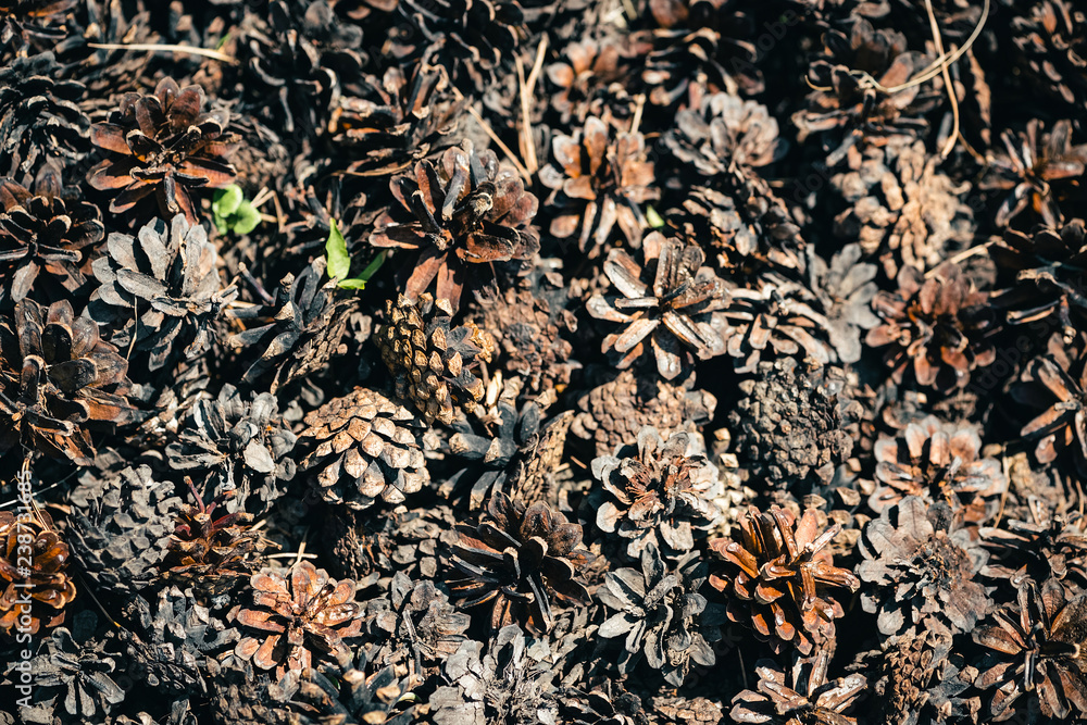 Heap of pine cones close up. Natural background of pine-cones on ground in macro. Texture of many fallen cones. Heap of pine cones close up. Natural background of pine-cones on ground in macro. Texture of many fallen cones.