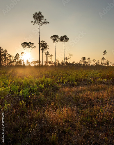 South Florida Pine Woods at Sunset, near Everglades National Park photo