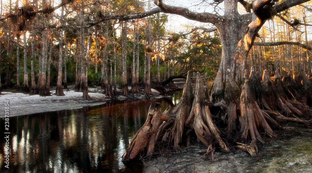 Giant Bald Cypress Tree, known as Memorial Tree, in Fisheating Creek, in Wild Florida Giant Bald Cypress Tree, known as Memorial Tree, in Fisheating Creek, in Wild Florida
